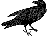 crow sounds